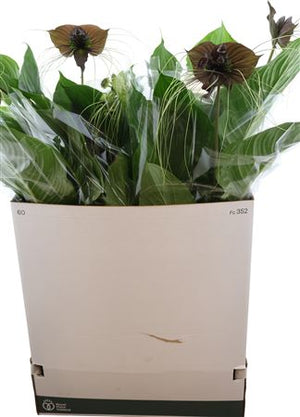 Bat Flower (Tacca chantrieri) – 17cm Pot