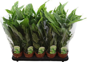 Peace Lily ‘Diamond Silver Leaf’ – 12cm Pot