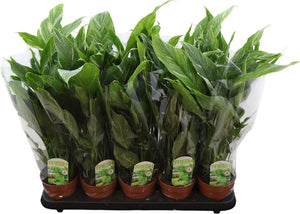 Peace Lily ‘Diamond Silver Leaf’ – 12cm Pot