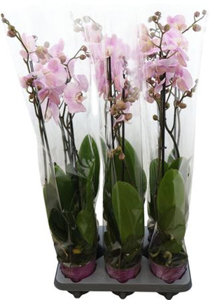 Pink Phalaenopsis Orchid – 2 Stem, 12cm Pot
