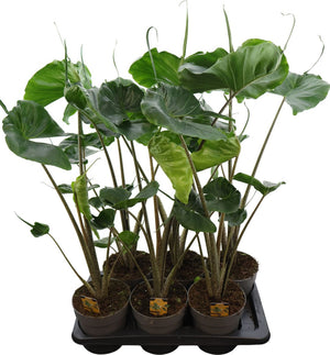 Alocasia Stingray – 17cm Pot, Approx. 85cm Tall