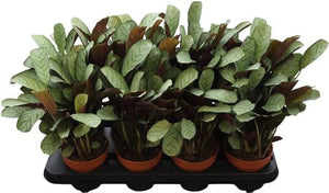 Ctenanthe Amagris Prayer Plant – 12cm Pot