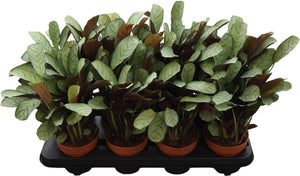 Ctenanthe Amagris Prayer Plant – 12cm Pot