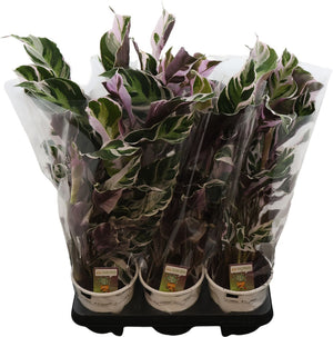 Calathea Fusion White – 14cm Pot, 55cm Tall
