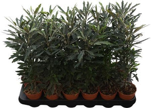 False Aralia (Dizygotheca elegantissima) – 9cm Pot