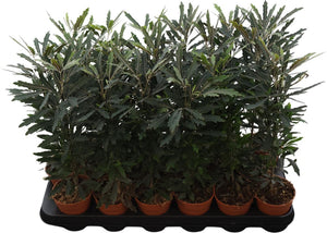 False Aralia (Dizygotheca elegantissima) – 9cm Pot