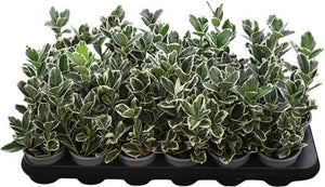 Euonymus japonicus 'Kathy' – 9cm Pot