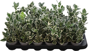 Euonymus japonicus 'Kathy' – 9cm Pot