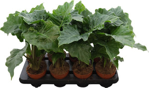 Alocasia Low Rider – 12cm Pot, Approx. 40cm High