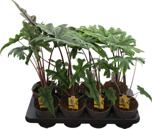 Alocasia Green Houseplant – 14cm Pot