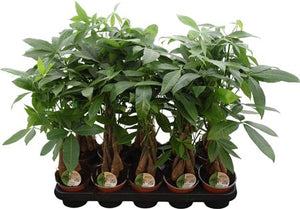 Money Tree (Pachira aquatica) – 12cm Pot, 50cm Tall