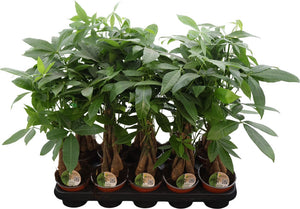 Money Tree (Pachira aquatica) – 12cm Pot, 50cm Tall