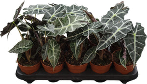 Alocasia Polly – 12cm Pot, Approx. 25cm High