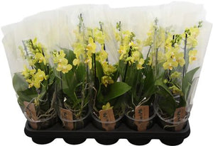 Yellow Phalaenopsis Orchid – 12cm Pot