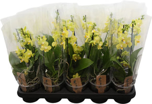 Yellow Phalaenopsis Orchid – 12cm Pot