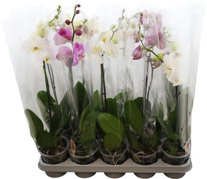Mixed Phalaenopsis Orchid – 12cm Pot, 60cm Tall