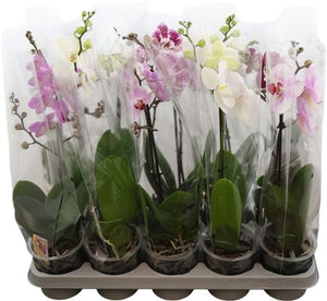 Mixed Phalaenopsis Orchid – 12cm Pot, 50cm High