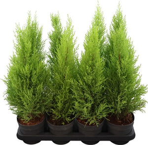 Goldcrest Wilma Cypress (Cupressus macrocarpa) – 14cm Pot