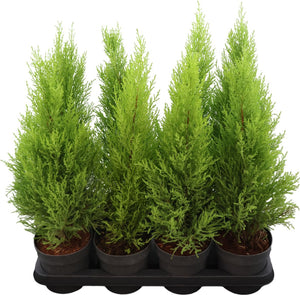 Goldcrest Wilma Cypress (Cupressus macrocarpa) – 14cm Pot