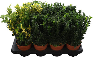 Japanese Spindle Tree (Euonymus japonicus) – 13cm Pot