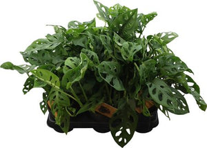 Monstera Adansonii Monkey Leaf – 12cm Pot