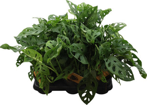 Monstera Adansonii Monkey Leaf – 12cm Pot