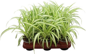 Variegated Spider Plant (Chlorophytum comosum) – 12cm Pot