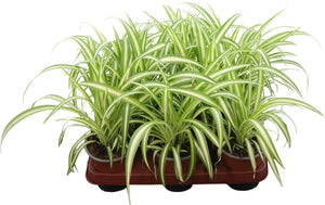 Variegated Spider Plant (Chlorophytum comosum) – 12cm Pot