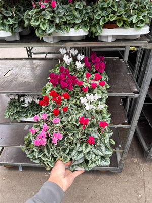 White Persian Cyclamen (Cyclamen persicum) – 10.5cm Pot