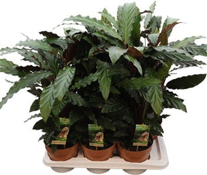 Calathea Rufibarba Prayer Plant – 17cm Pot