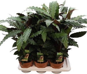 Calathea Rufibarba Prayer Plant – 17cm Pot