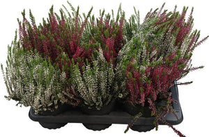 Garden Girls Heather (Calluna vulgaris) – 17cm Pot