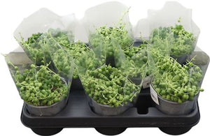 String of Pearls (Senecio rowleyanus) – 11cm Pot