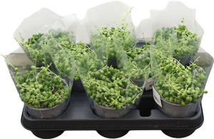 String of Pearls (Senecio rowleyanus) – 11cm Pot