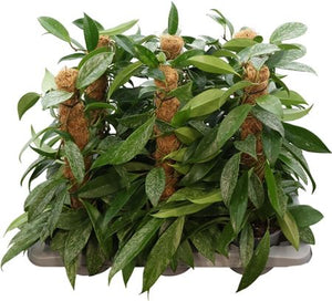 Hoya Carnosa ‘Silverspots’ – 14cm Pot