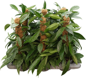 Hoya Carnosa ‘Silverspots’ – 14cm Pot