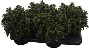 Hebe ‘Andersonii’ ‘Dunkellaubig Blau’ – 17cm Pot