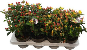 Mixed Hypericum Summer Flower Stems