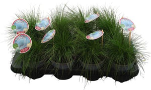 Bearskin Fescue ‘Gautieri Bernie’ – 13cm Pot