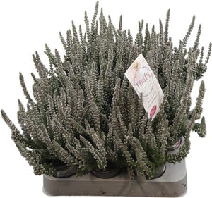 Garden Girls Heather (Calluna vulgaris) – 6cm Pot