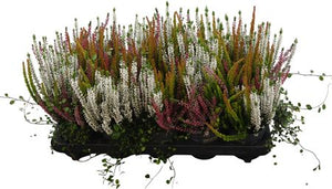 White Heather (Calluna vulgaris) – 10.5cm Pot