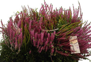 White Heather (Calluna vulgaris) – 15cm Pot