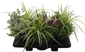 Green Fern – 19cm Pot, Approx. 35cm High