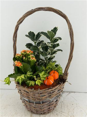 Mixed Hanging Basket Arrangement – Brown Basket