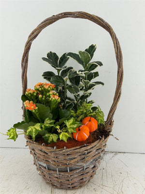 Mixed Hanging Basket Arrangement – Brown Basket