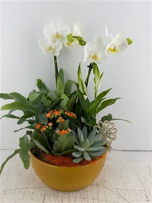 Mixed Colour Phalaenopsis Orchid Arrangement in Yellow Ceramic Bowl