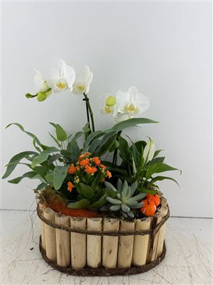 Mixed Colour Phalaenopsis Orchid Arrangement