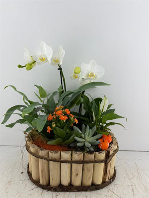 Mixed Colour Phalaenopsis Orchid Arrangement