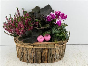 Mixed Colour Oval Bark Arrangement