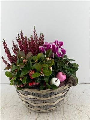 Mixed Colour Decorative Plant Arrangement